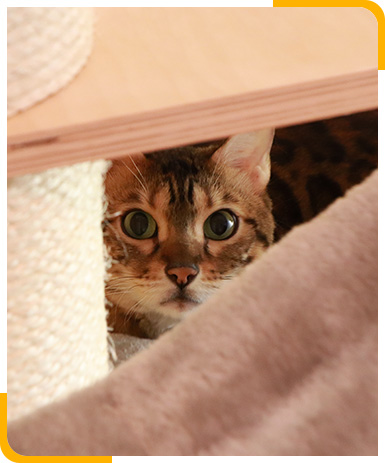 Katzen beziehen entweder ein Einzelzimmer oder bei mehrere Familienkatzen ein Familizienzimmer.